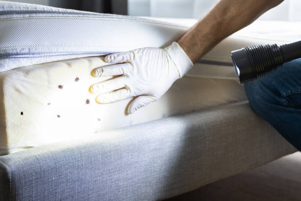 Best Mosquito Control Services  in Carrizo Springs, TX