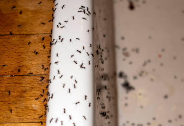 Best Wasp Removal Services  in Carrizo Springs, TX