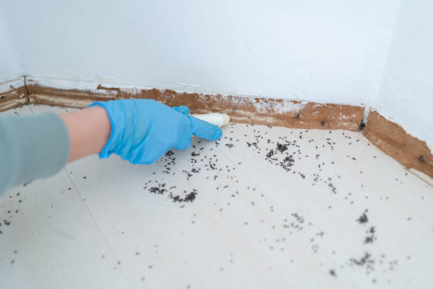 Best Pest Control Near Me in Carrizo Springs, TX